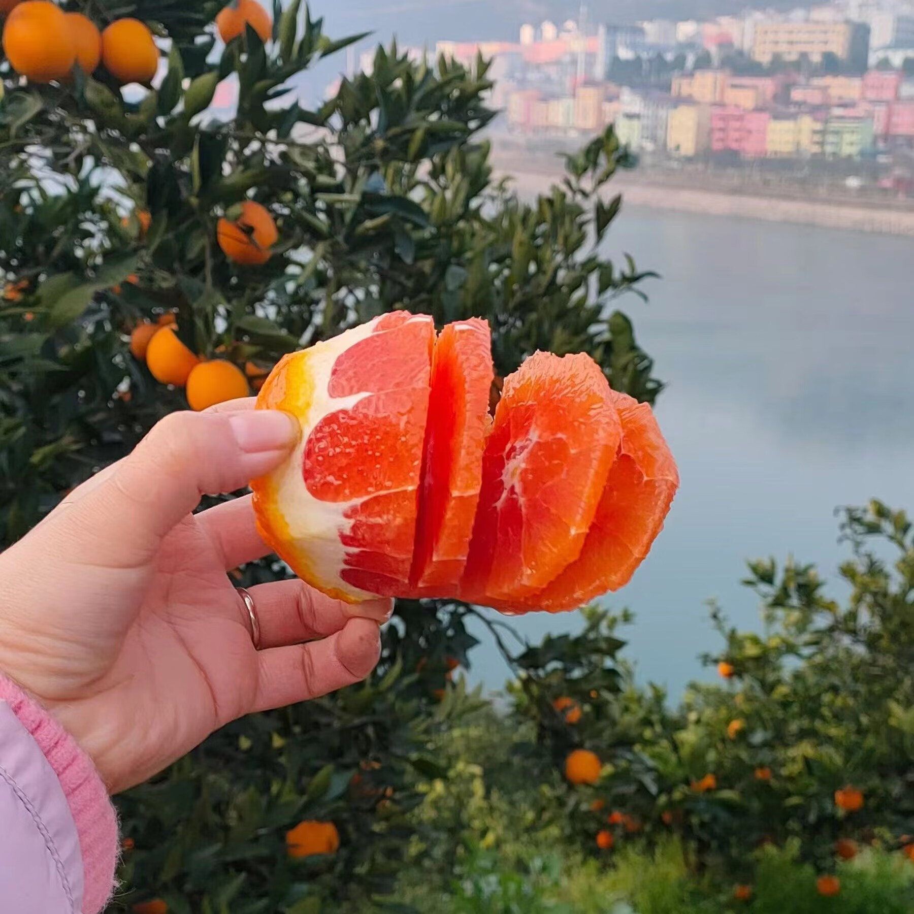 酷果汇湖北秭归中华红血橙子当季水果红心脐甜橙现摘5/9斤装 【爆款】净重5斤-单果60mm+