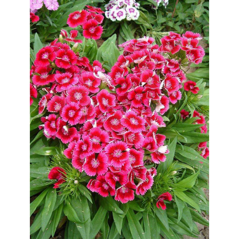 zuyuanlin)花籽美国常夏石竹种籽多年生盆栽种植花草欧石竹瞿麦种子