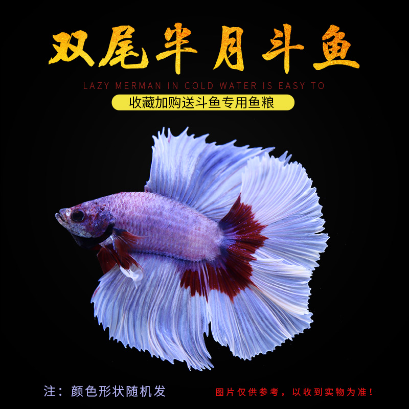 斗鱼马尾狮王半月母斗鱼观赏鱼热带鱼活体宠物淡水鱼鱼缸 双尾半月
