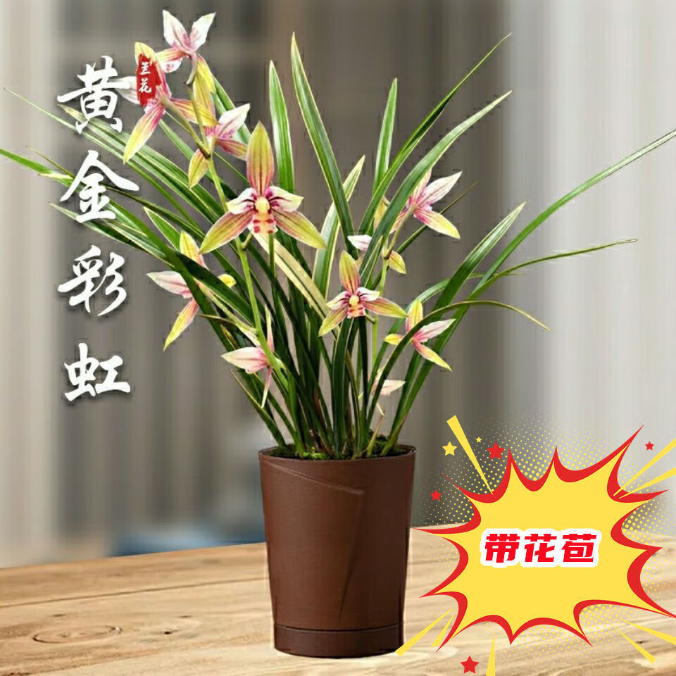 兰花室内可观花可观叶绿植 黄金彩虹【带花苞】3苗连体 肥料 多菌灵