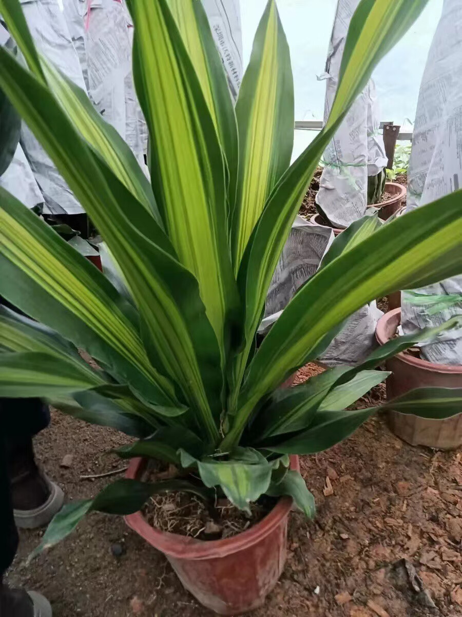 花婵薇金边巴西铁树盆栽 香龙血树  室内植物  客厅绿植 花卉木 也门