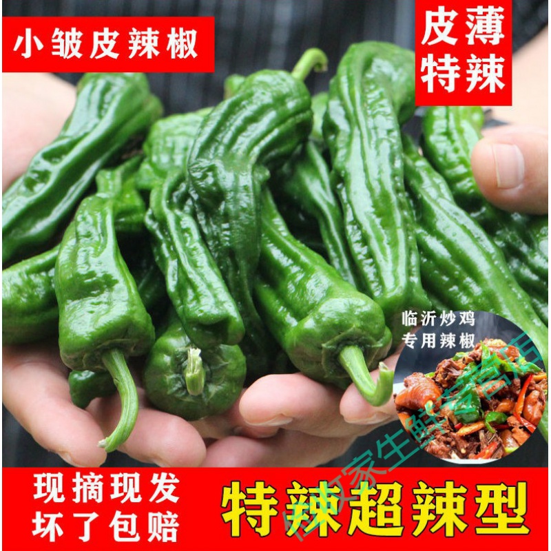 鹿凌青【现摘现发】新鲜薄皮辣椒小皱皮特辣超辣青辣椒农家时令蔬菜发