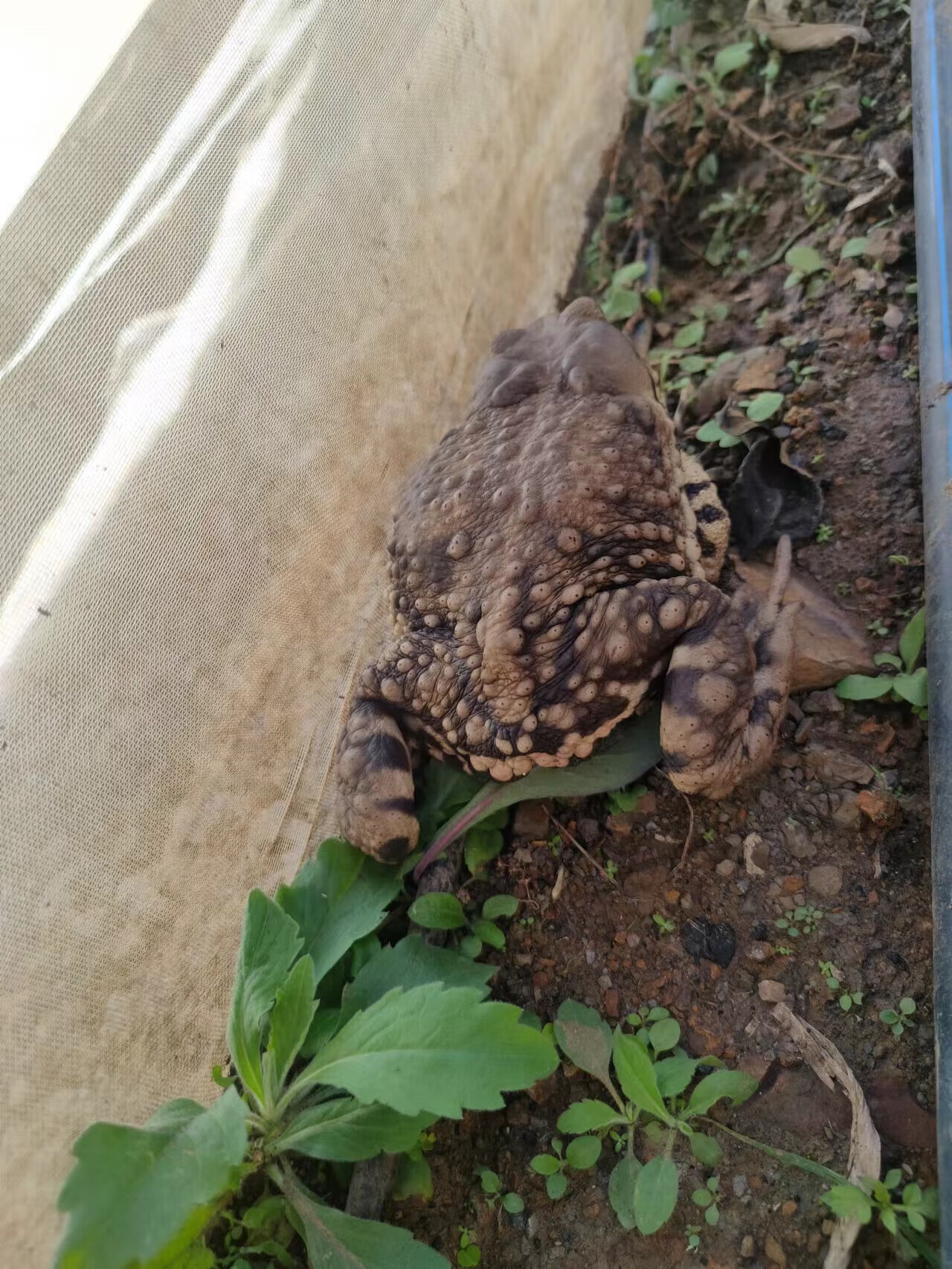 活的癞蛤蟆蟾蜍活体新鲜菲野生包活 100克1只(购买5只及以上起发)