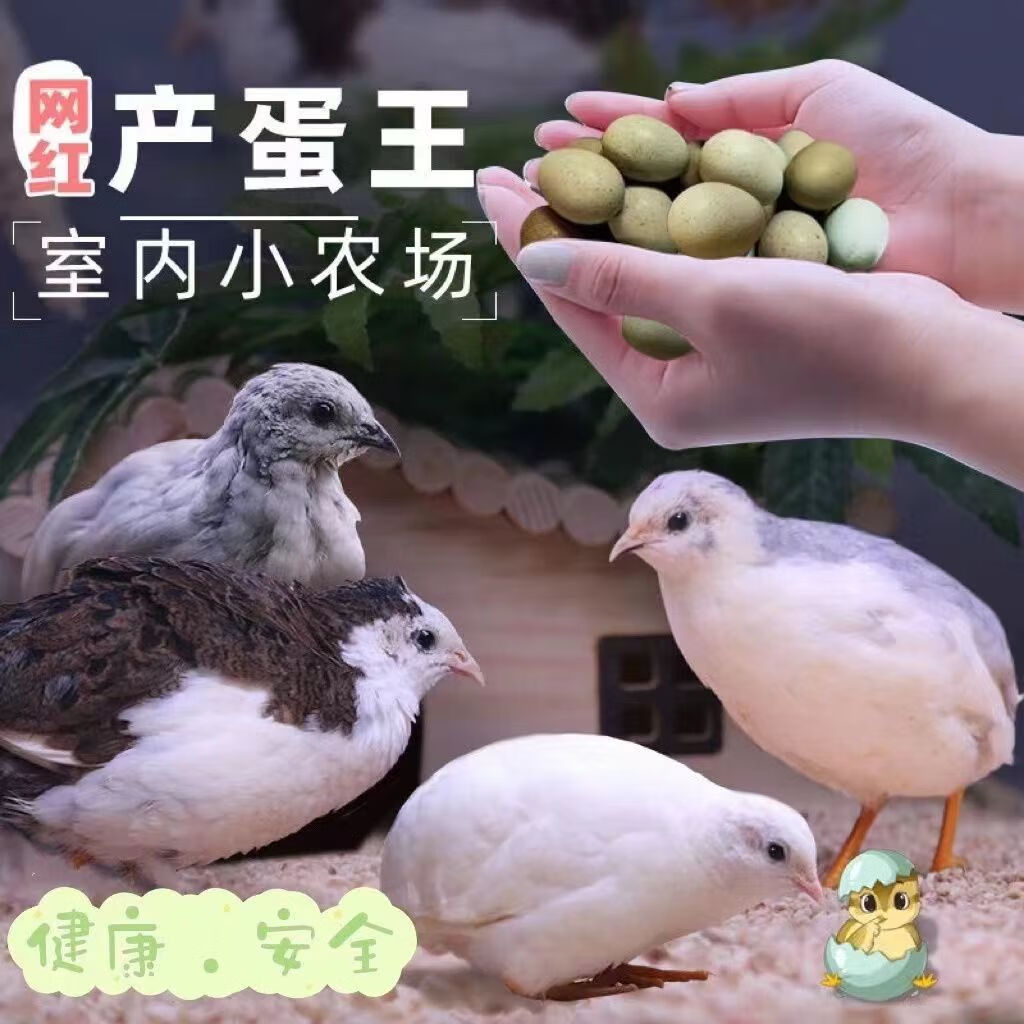 芦丁鸡活体 网红迷你鸡生蛋鸡观赏鸡可繁殖孵化幼鸡青年成年母鸡 随机