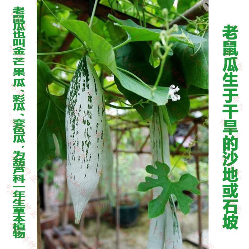 变色老鼠瓜种子食用爬藤瓜果观赏种籽观光园阳台庭院四季蔬菜 10粒分