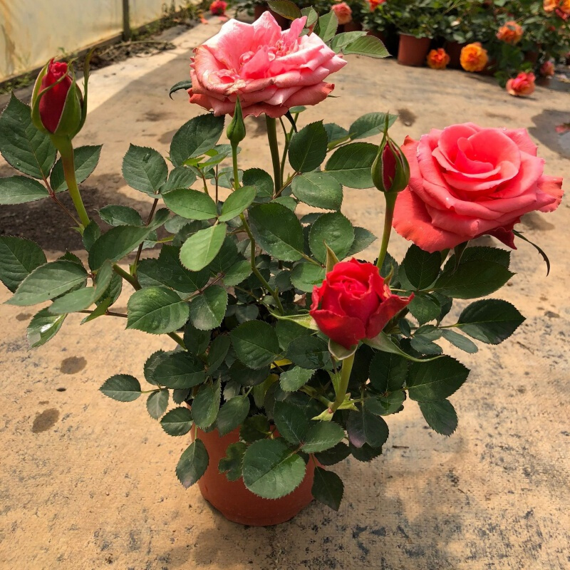 果汁阳台月季花苗带花苞盆栽大花朵四季开花玫瑰 大盆西施