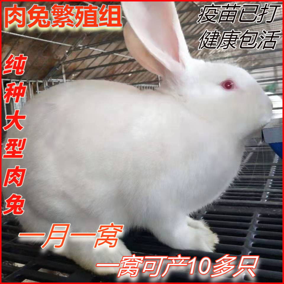 活体兔子家养幼兔苗可繁殖肉兔子活物包活小白兔小兔子苗可长18斤