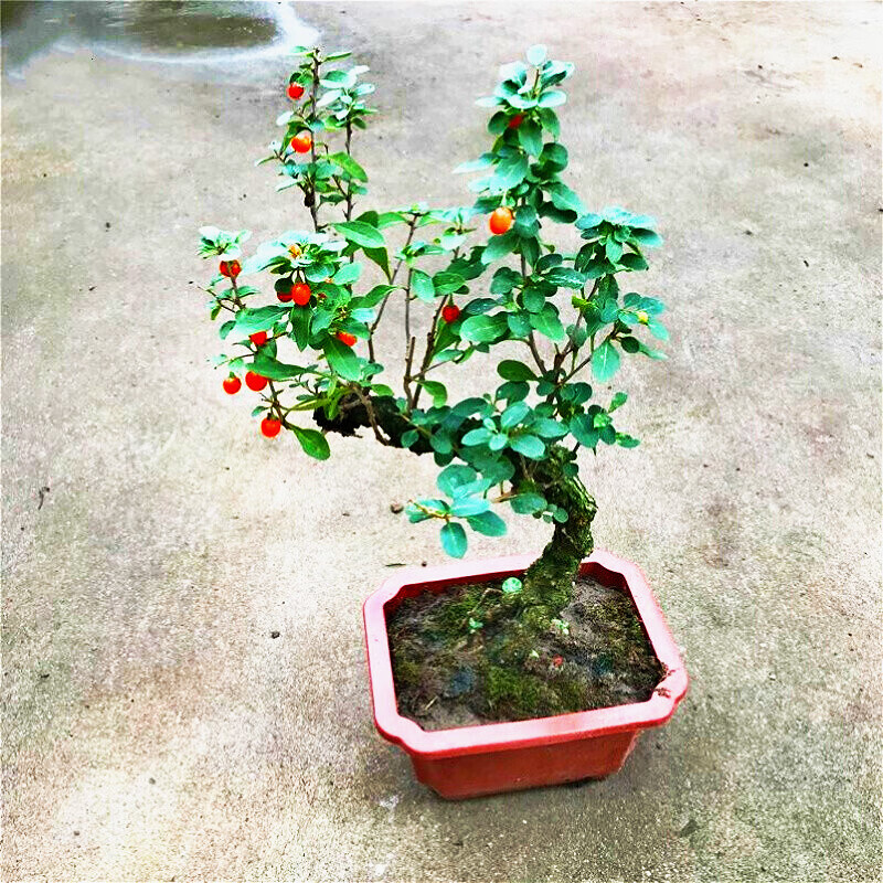 枸杞盆景老桩树苗提根老桩盆栽盆景阳台庭院植物非常容易四季好养