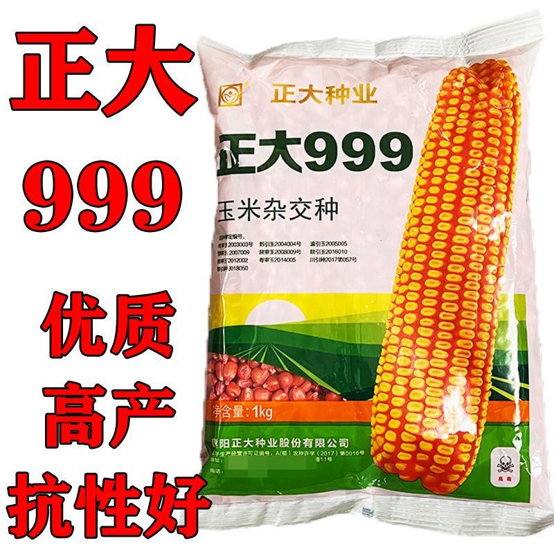 正大999玉米种简介图片