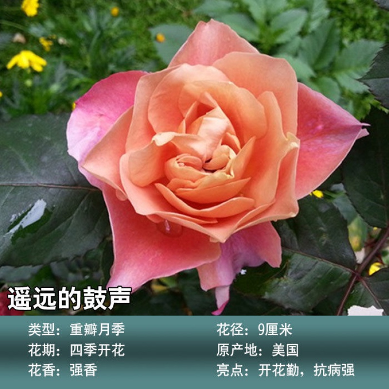 果汁阳台月季带花苞 【稀有】遥远的鼓声【包对版】 盆栽小苗颜色随机