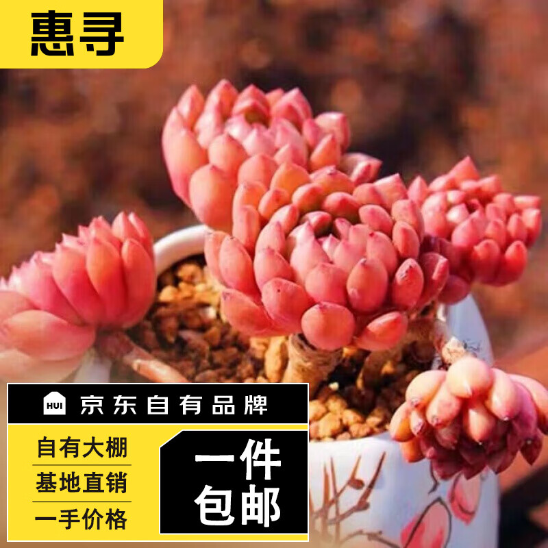 格安販売の 多肉植物【群生】ピーチプリデ（5頭） 植物/観葉植物