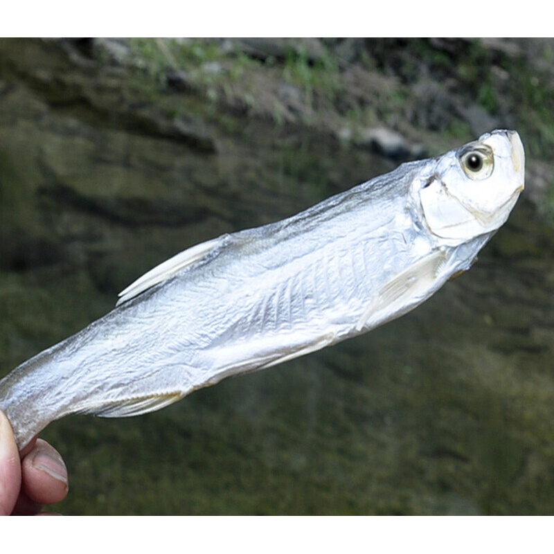 大别山河鱼干淡水大鱼干刁子鱼餐条子翘嘴鱼咸鱼干大号500克