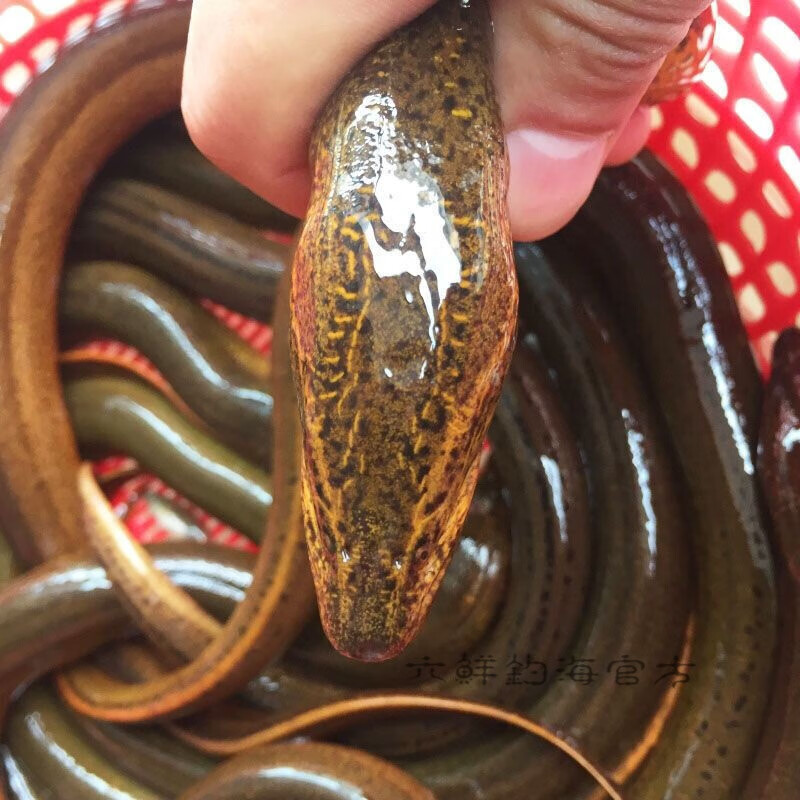 六鲜钓海 正宗黄鳝 长鱼鳝鱼 鲜活现杀 生鲜海鲜水产 3到5两一斤(一斤