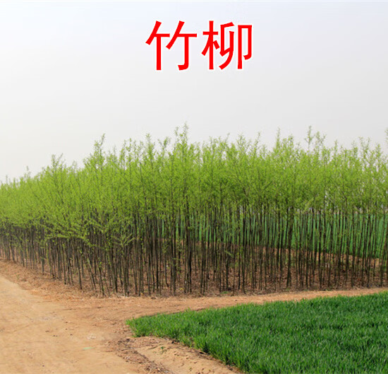 柳树苗 河边垂柳树苗柳苗柳树扬柳苗垂柳小苗大苗绿化苗工程厂区绿化