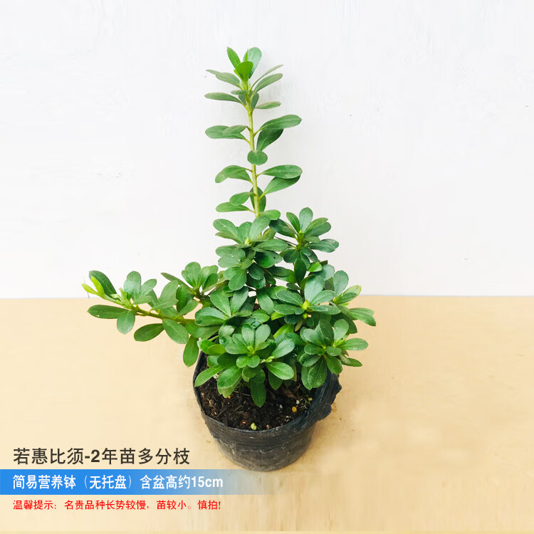 若惠比须日本皋月杜鹃春娟夏娟东娟名贵品种花卉盆栽树苗耐寒好养四季