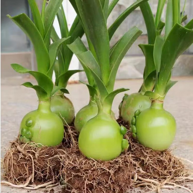 海葱三年苗旱三奇土三七带叶发货绿植球根花卉 5-6公分球茎1个