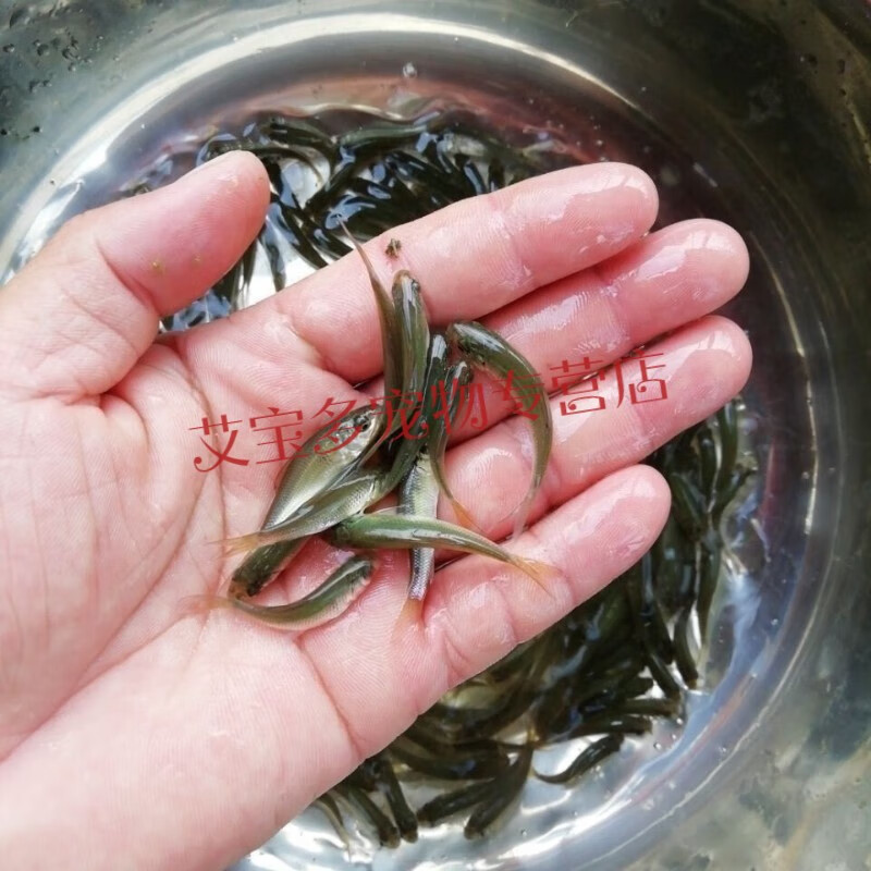 正宗鲮鱼苗麦鲮鱼苗泰鲮鱼苗饲料鱼活体淡水鱼苗池塘养殖土鲮鱼苗