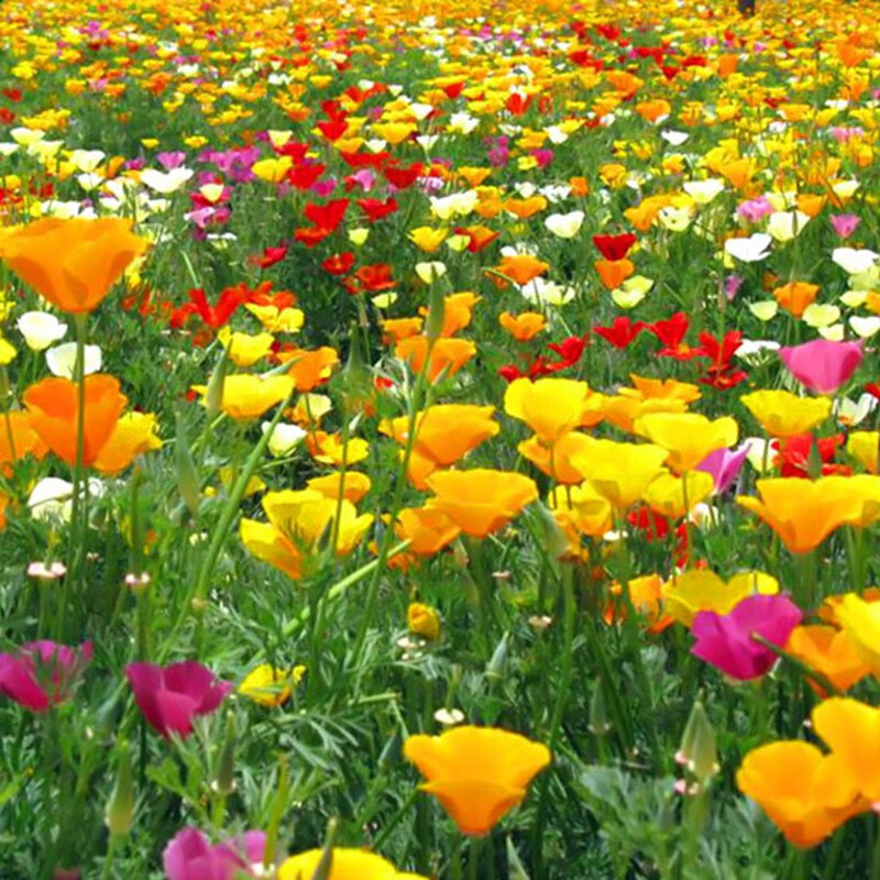 踏春花菱草种子花草种子四季花卉花籽庭院景观绿化园林工程种子250g