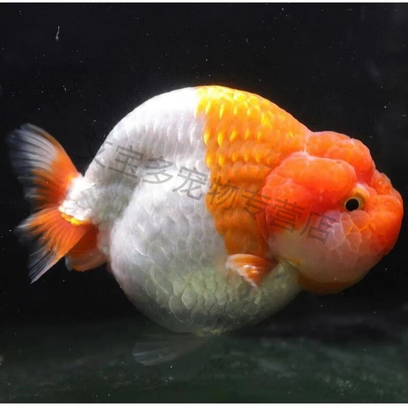 精品观赏鱼冷淡水娃娃脸水族宠物鱼兰寿活鱼 6-7cm红白寿娃娃脸鱼苗