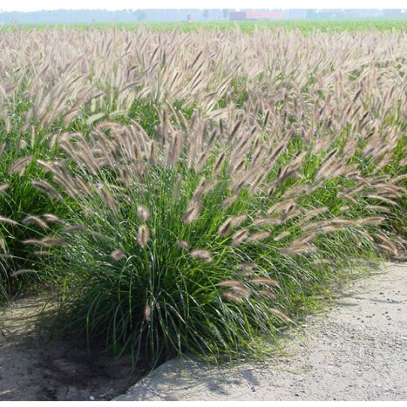 好客花乡当年新采摘护坡观赏狼尾草种子东方狼尾草芮草种易种易活好客