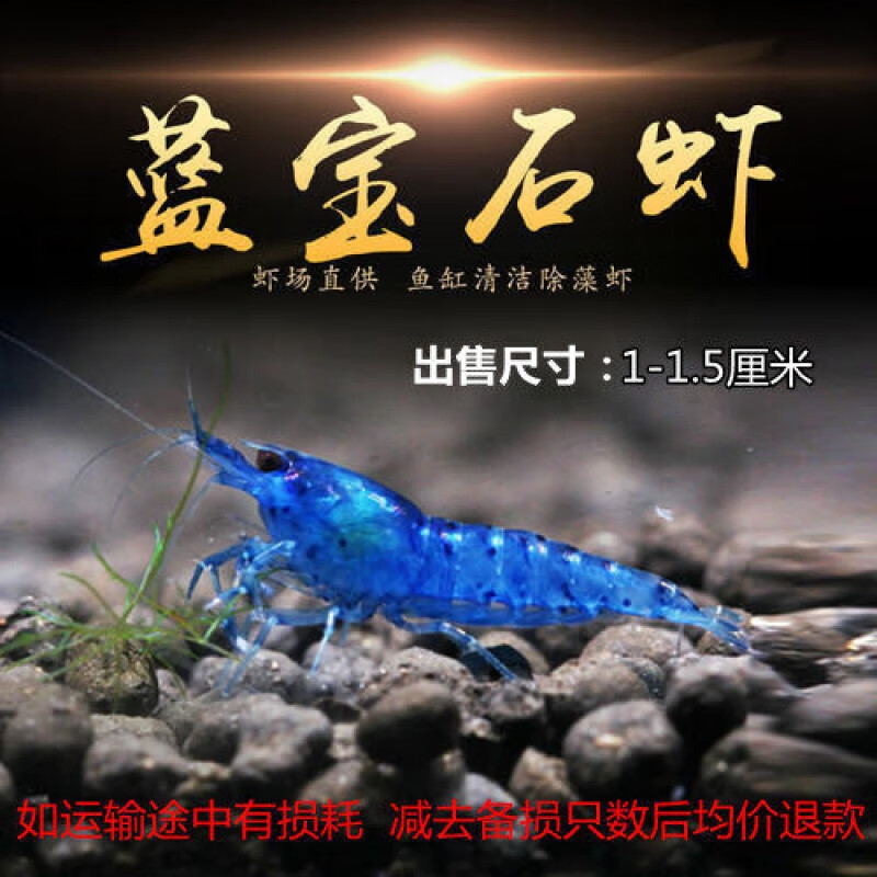 小虾兰色虾活体虾除藻虾蓝虾冷水虾观赏鱼虾观赏虾樱花虾蓝虾 蓝宝石5