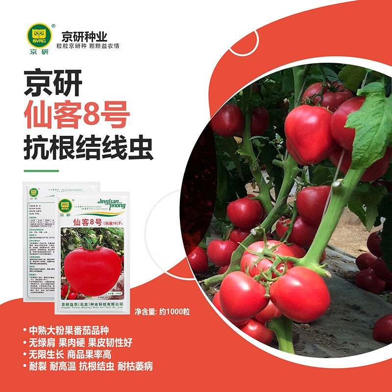京研番茄种子原味西红柿普罗旺斯水果番茄铁皮草莓柿子农科院蔬菜籽孑
