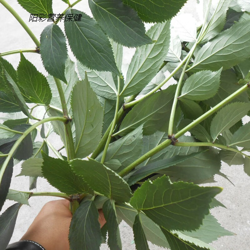 伟博鲜干枝接骨木  顺筋条 伸筋枝 順筋枝 活筋条干枝