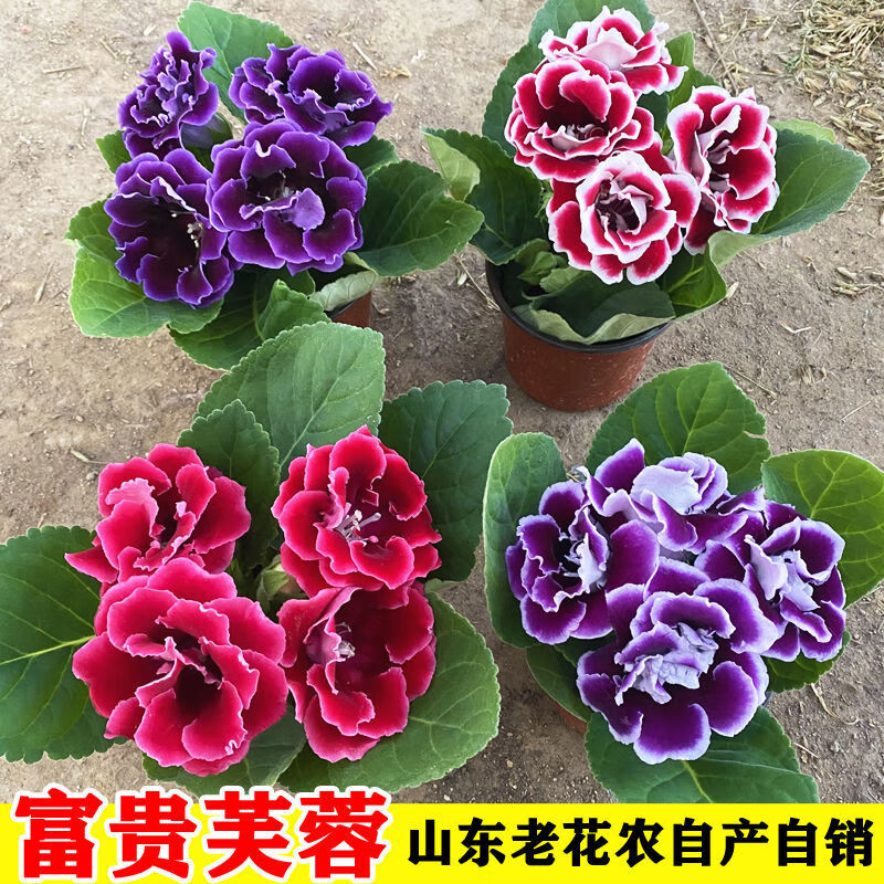 素蜜山东重瓣芙蓉花带花苞大岩桐盆栽四季开花苗好养阳台室内花卉植物