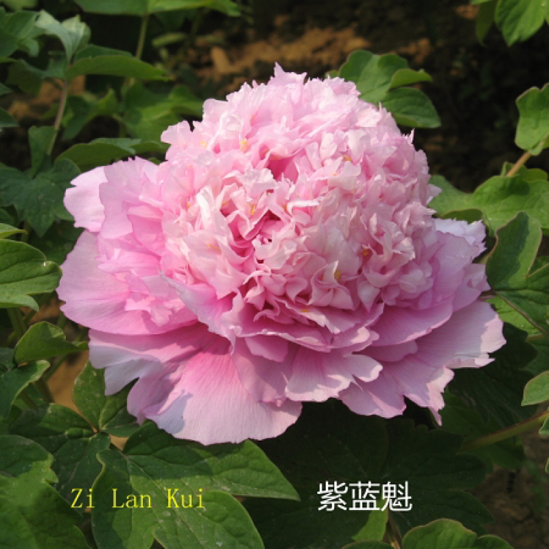 牡丹花苗四季易种芍药树苗室内盆栽室外庭院耐寒开花易活植物 紫蓝魁