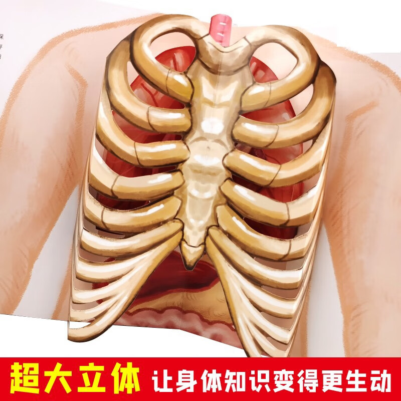 我们的身体绘本3D立体书学前儿童生理启蒙读物我的身体认知大发现百科书3-6岁幼儿园儿童互动游戏立体科普童书详情图