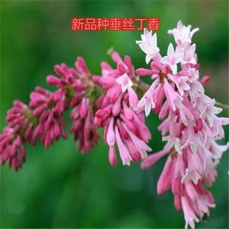 紫色花 相关京东优惠商品潜力降序 价格图片品牌优惠券 虎窝购