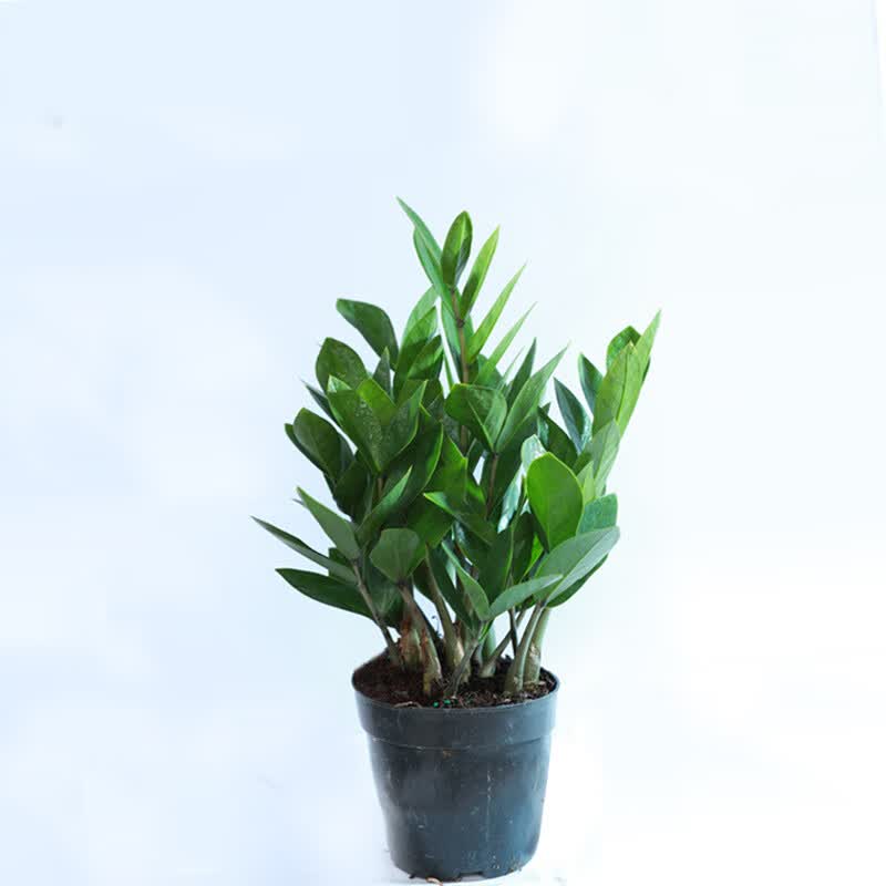 嗨绿佛罗金钱树尖叶圆叶发财树绿植盆栽净化空气耐旱办公室易养植物