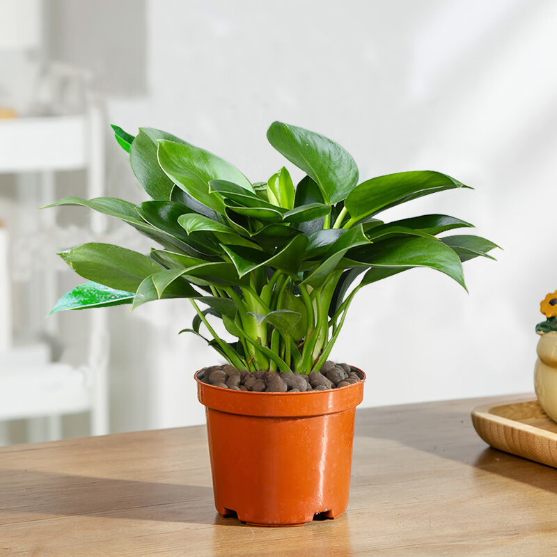 蝶之艺 金钻盆栽植物绿公主土培绿植四季常青花卉居家办公室内四季好