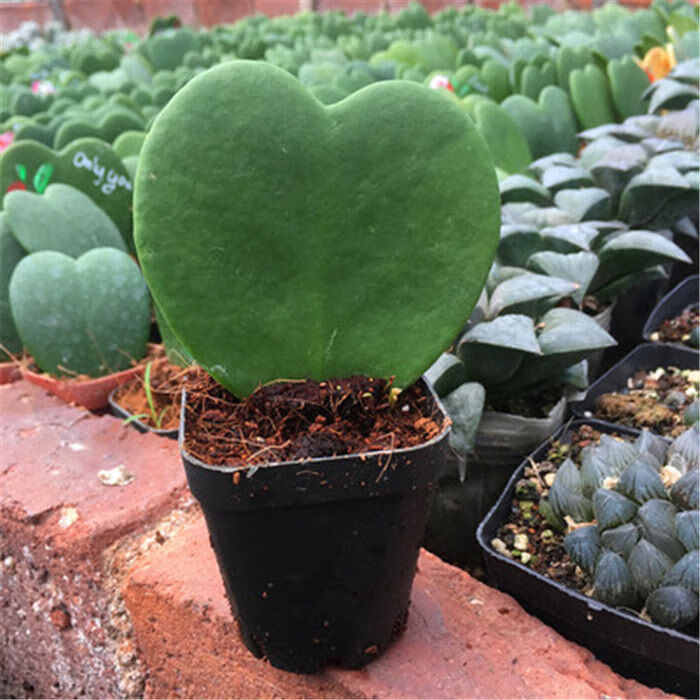 美漾 多肉植物 一片心 爱心多肉 球兰锦 一片心5-6cm 带盆栽好