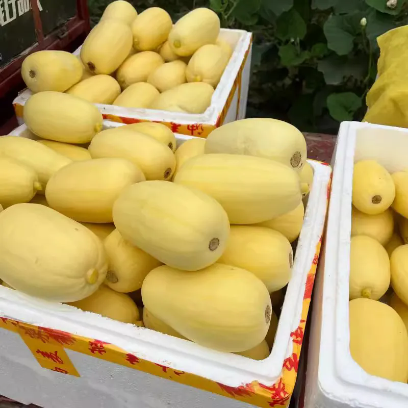 正宗赣州石城杏瓜江西黄皮笋瓜新鲜现摘蔬菜老式杏瓜老山东大白瓜 笋瓜5斤