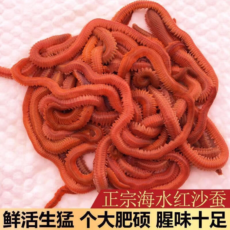 荼梧沙蚕活饵鲈鱼海虫海蚯蚓沙虫钓鱼饵料海蜈蚣活饵海钓红青虫活沙蚕