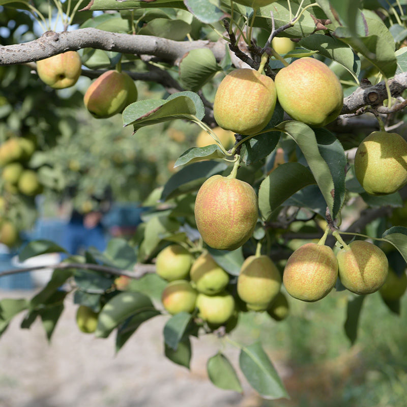 鲸咚亿农正宗新疆库尔勒香梨全母梨新鲜水果礼盒年货节送礼 带箱10斤特级全母梨120克+【净重9斤】