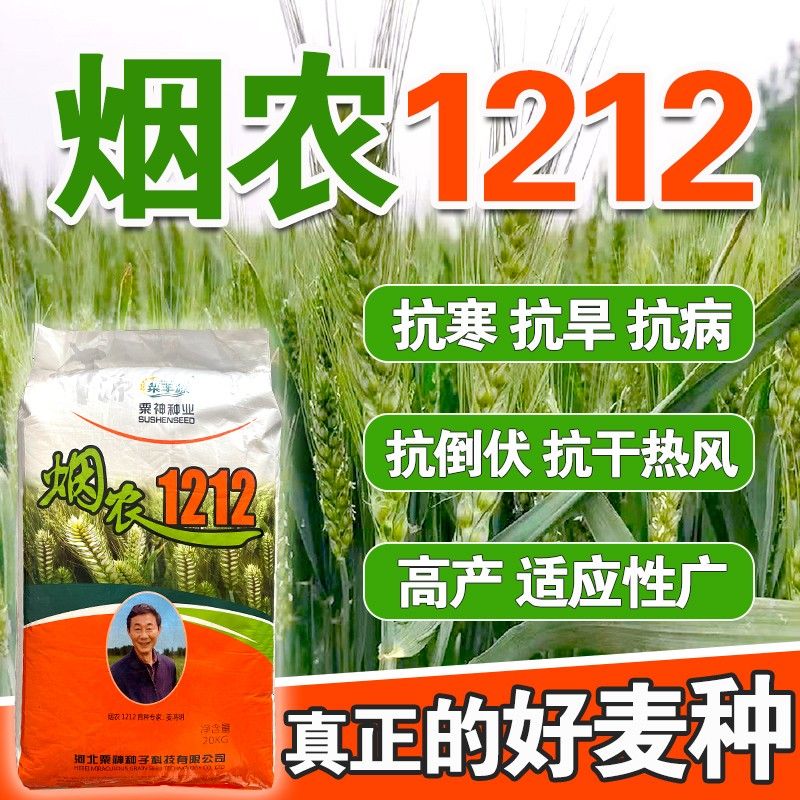 烟农1212小麦原种大穗国审高产矮杆抗病抗倒抗冻小麦种子烟农19 烟农