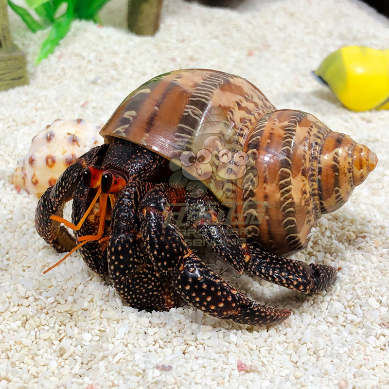 泽驭名宠 寄居蟹懒人宠物活体观赏草莓黑莓里拉短腕西得已兮也而知