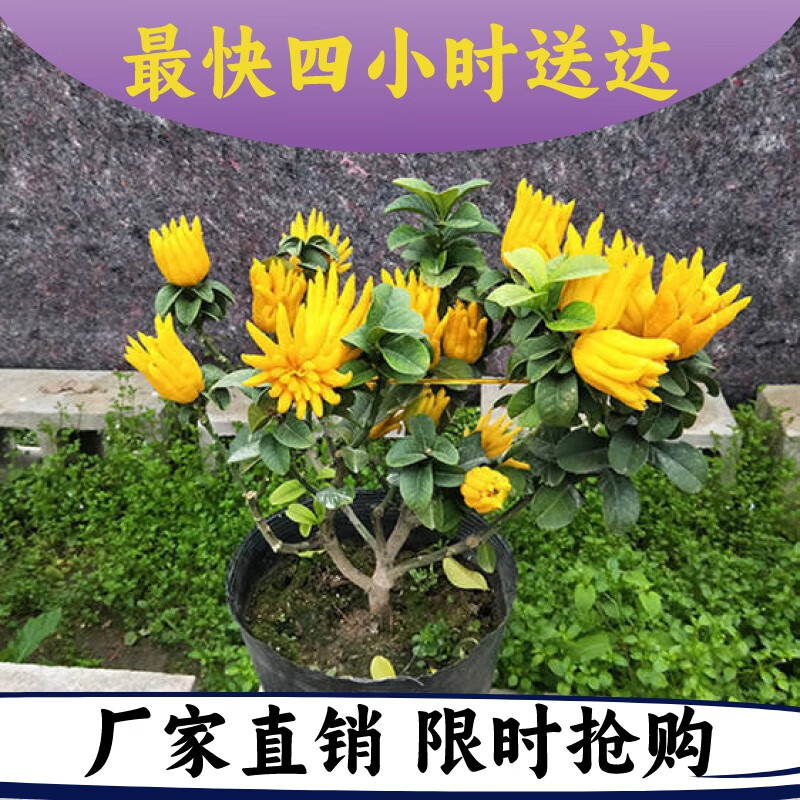 谷芹(guqin)盆景造型 四季常青金佛手树苗盆栽佛手柑当年结果柠檬树苗
