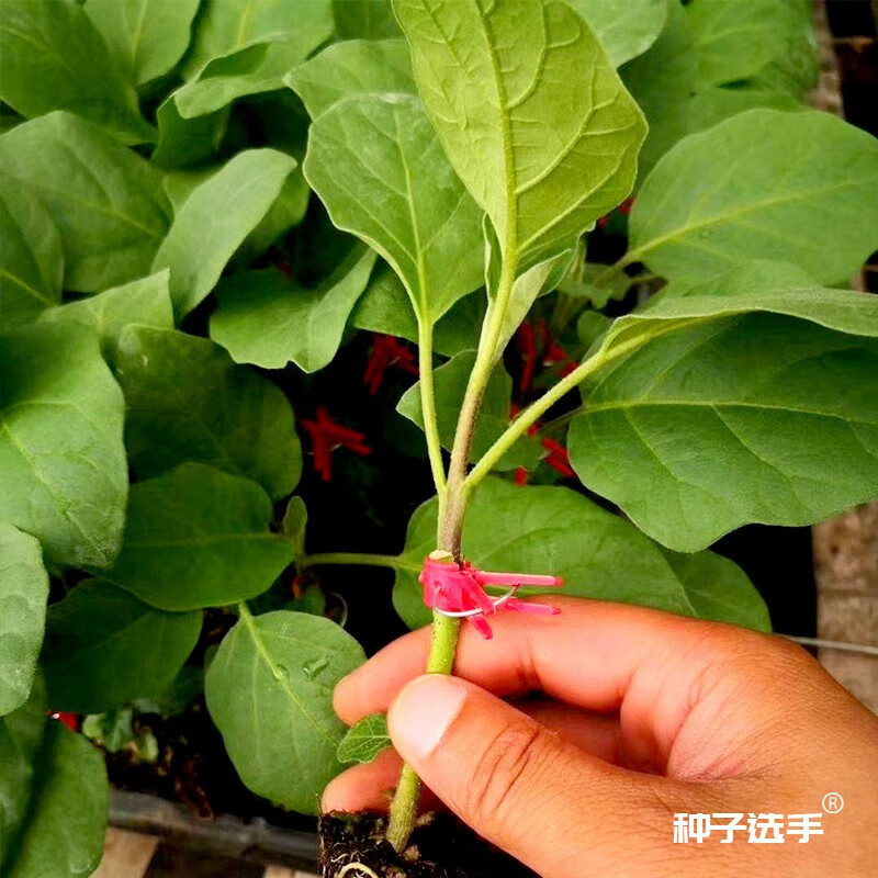 农之子托鲁巴姆种子嫁接茄子砧木 托鲁巴姆种子 100g/茄子专用