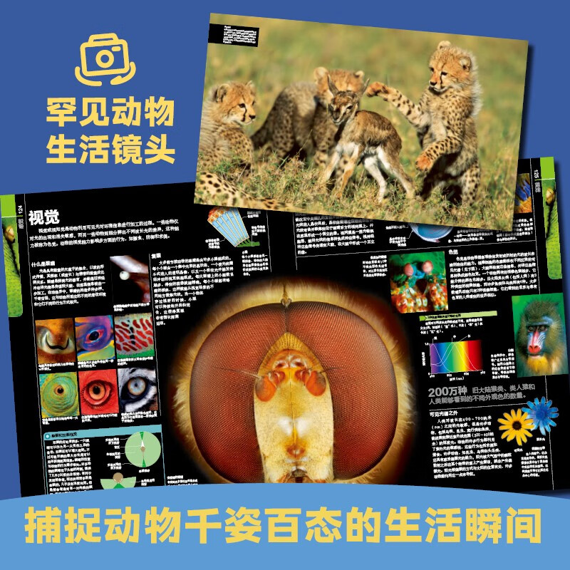 DK动物大百科 小学书单寒假书单暑假书单科普启蒙自主阅读课外读物科普百科 6-14岁小猛犸童书暑假阅读暑假课外书课外暑假自主阅读暑期假期读物详情图