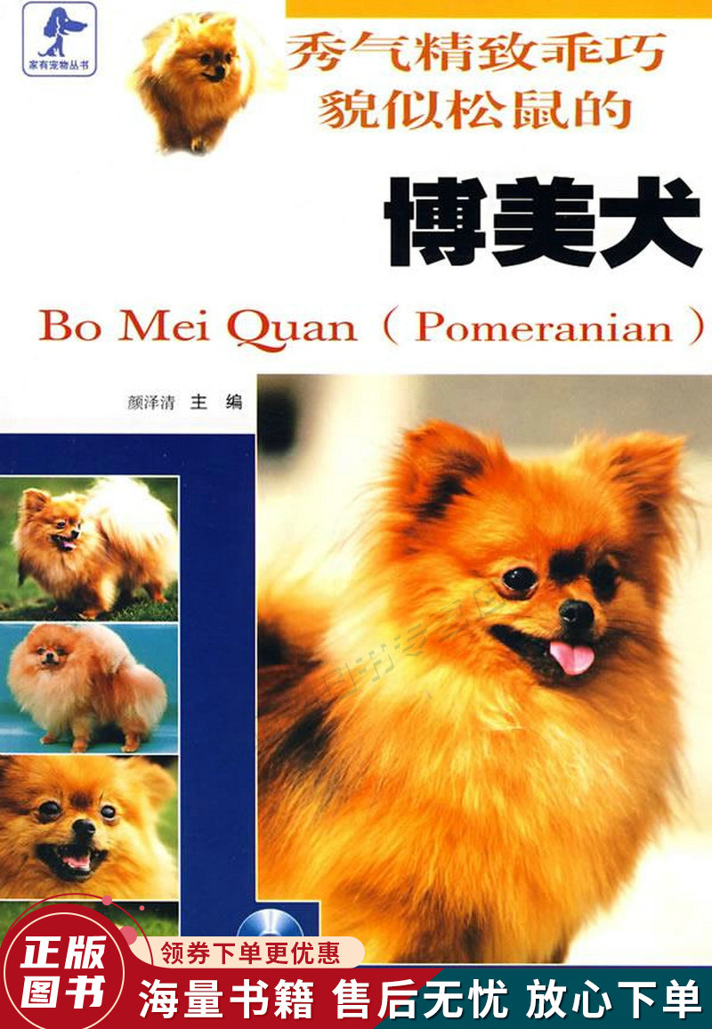 秀气精致乖巧貌似松鼠的博美犬