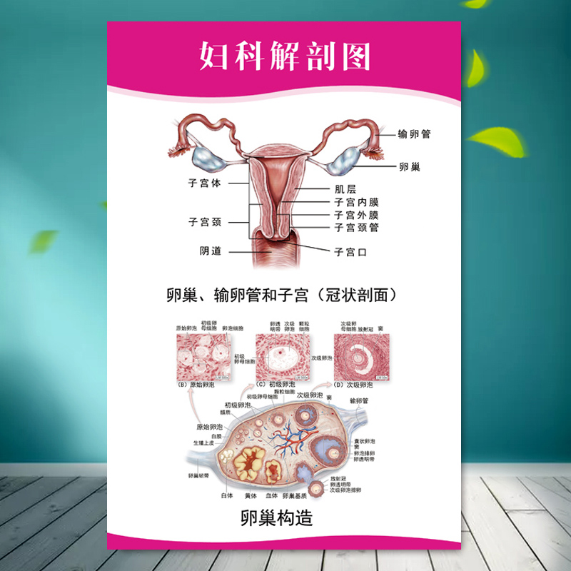 女性生殖器官图 医院诊所海报挂图人体器官贴纸女性生殖器结构图解