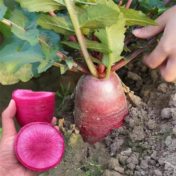 凤梨水果萝卜种子生吃紫美人萝卜胭脂萝卜籽夏季四季蔬菜种子大全 凤梨水果萝卜原装5克X10袋