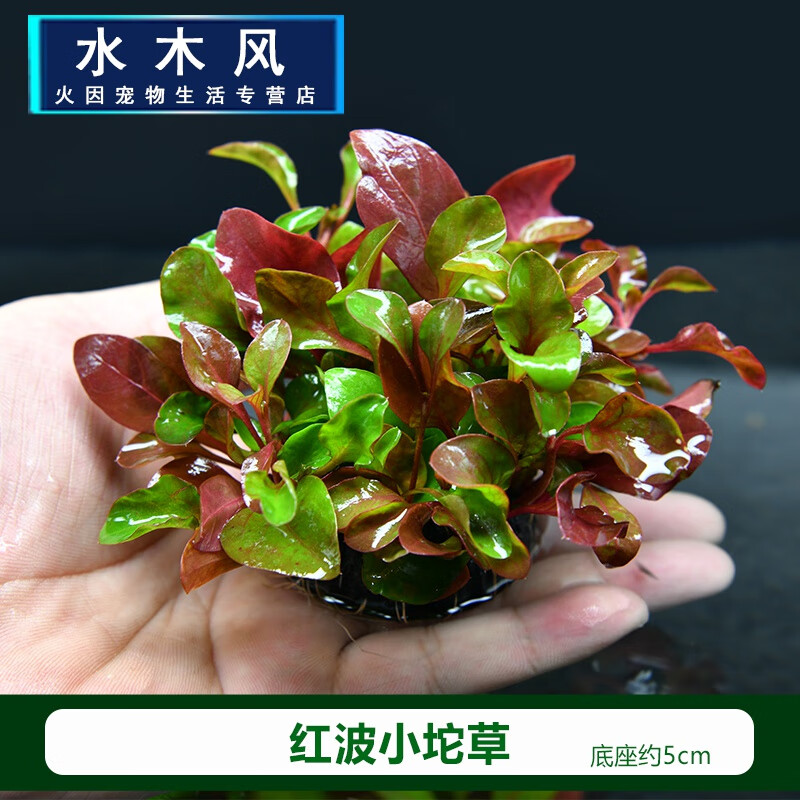 Co2 相关京东优惠商品 8 价格图片品牌优惠券 虎窝购 Co2 相关京东优惠商品 8 价格图片品牌优惠券 虎窝购