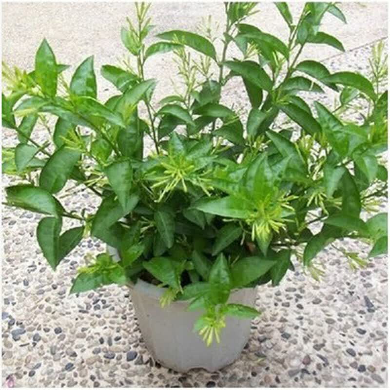 夜来香花苗 夜来香盆栽绿植花卉植物 夜来香树苗当年开花 夜来香 二年