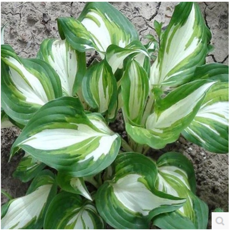 玉簪花花叶玉玉簪花植物室内盆栽花卉 花坛多年生植物 金边玉簪8个 不