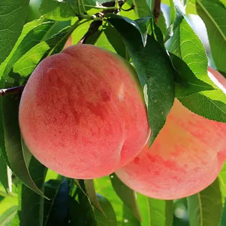 山东蒙阴蜜桃 新鲜水果 自家果园 现摘现发【水蜜桃】 4.5斤普通箱