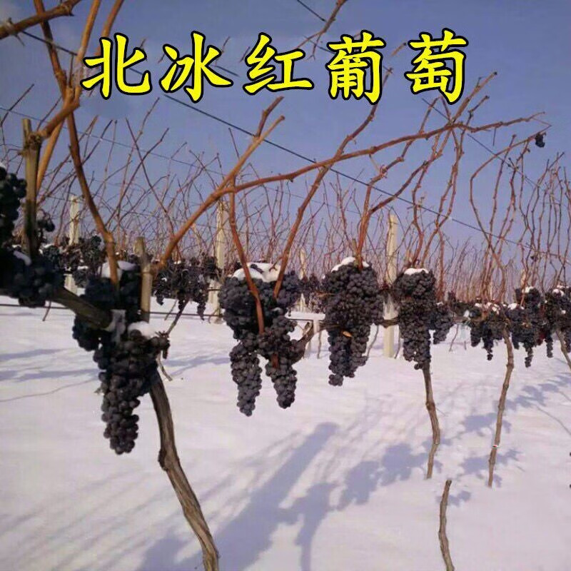 北冰红葡萄树苗抗寒耐冻葡萄苗盆栽地栽冬天不下架南北方种植当年结果